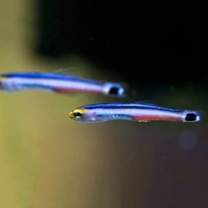 Aioliops megastigma M -Bigspot mini dartfish
