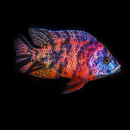 Aulonocara orange blotch- OB Peacock Cichlid 7-8cm - Ψάρια Γλυκού
