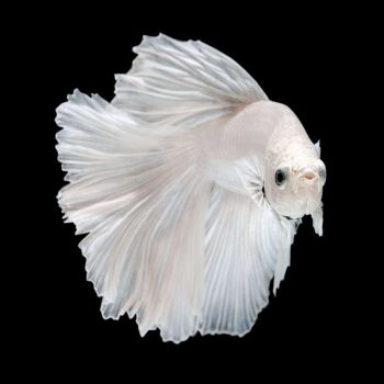 Betta splendens – Siamese Fighting Fish White Super Delta Male 4cm - Ψάρια Γλυκού