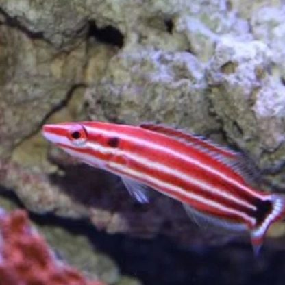 Bodianus sepiacaudus – Pacific Redstripe Hogfish - Ψάρια Θαλασσινού