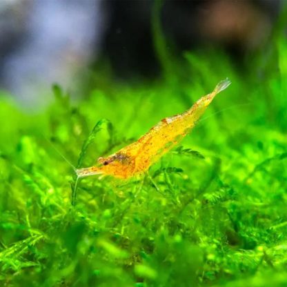 Caridina propinqua – Sunkist Shrimp 1.5-2cm - Ασπόνδυλα Γλυκού