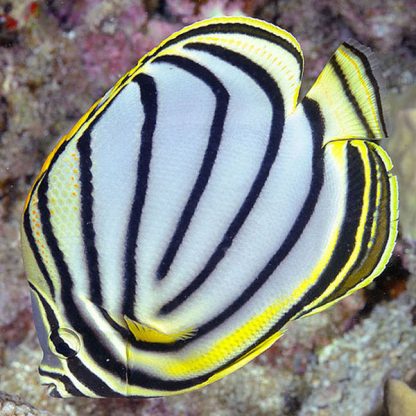 Chaetodon meyeri – Scrawled Butterflyfish M - Ψάρια Θαλασσινού