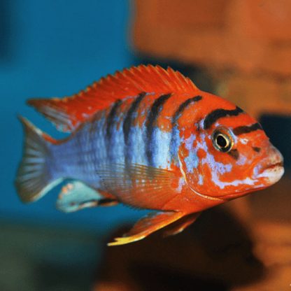 Labidochromis hongi – Hongi Red Top Cichlid 8cm - Ψάρια Γλυκού
