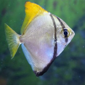 Monodactilus argentus - Silver Dollar 4-5cm