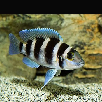 Neolamprologus tretocephalus – Five-barred Lamprologus 5cm - Ψάρια Γλυκού