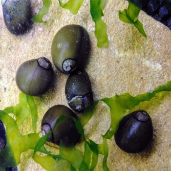 Nerita pulligera – Olive Green Nerite Snail 2cm - Ασπόνδυλα Γλυκού
