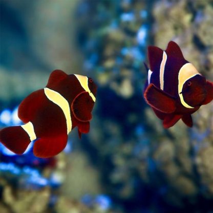 Premnas biaculeatus – Maroon Clownfish - Sales
