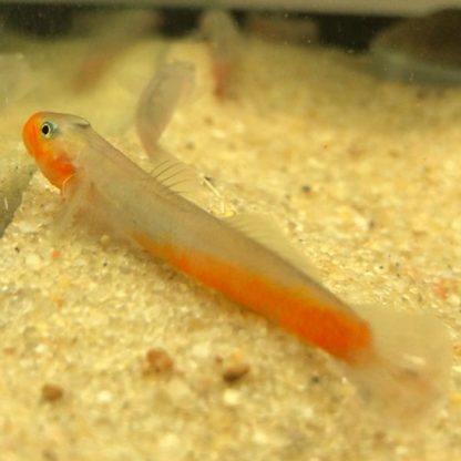 Sicyopus rubicundus-Red lipstick Goby 4cm - Ψάρια Γλυκού