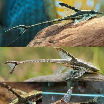 Sturisoma panamense - Royal whiptail 4cm