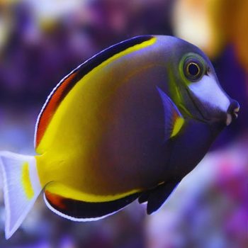 Acanthurus japonicus M – Japan Surgeonfish - Ψάρια Θαλασσινού