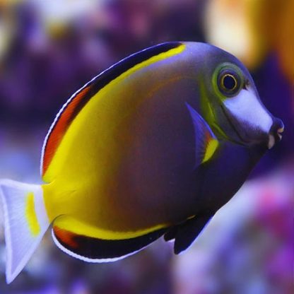 Acanthurus japonicus L – Japan Surgeonfish - Ψάρια Θαλασσινού