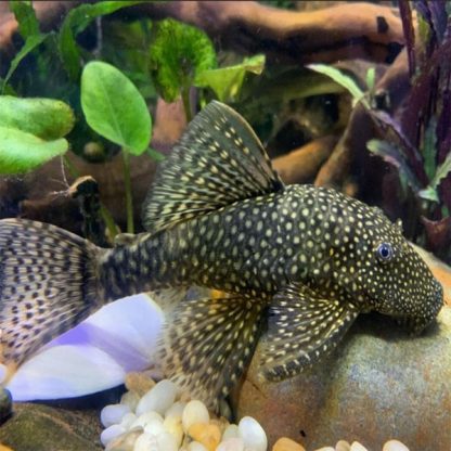 Ancistrus sp. – Bristlenose Pleco Black L144 4-5cm - Sales