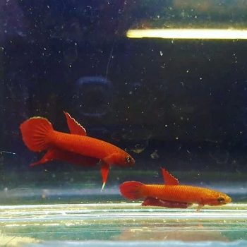 Betta apiapi – Betta Api-Api (Pair) 2 cm - Ψάρια Γλυκού