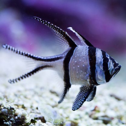 Pterapogon kauderni -Bangai cardinalfish-S - Ψάρια Θαλασσινού