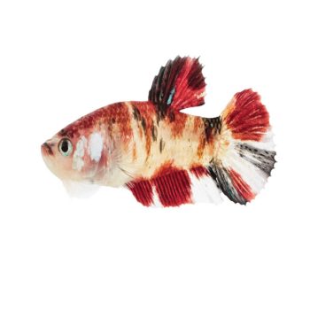 Betta splendens - Siamese Fighting Fish Koi Male 4-5cm