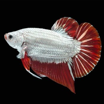 Betta splendens – Siamese Fighting Fish Red Dragon ... - Ψάρια Γλυκού