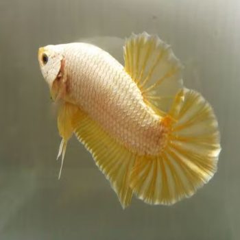 Betta splendens – Siamese Fighting Fish Yellow Dragon Male 4-5cm - Sales