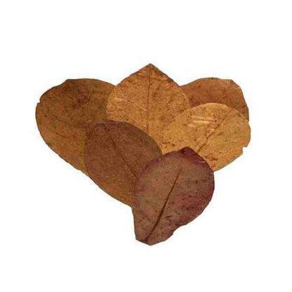 Ceramic Nature Catappa XL (10 pcs) - Πρόσθετα