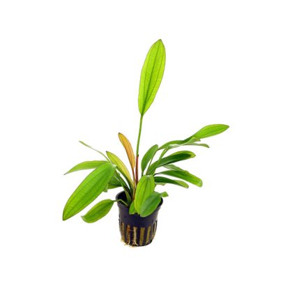 S.I Echinodorus ‘Red Diamond’ - Φυτά για Ενυδρεία