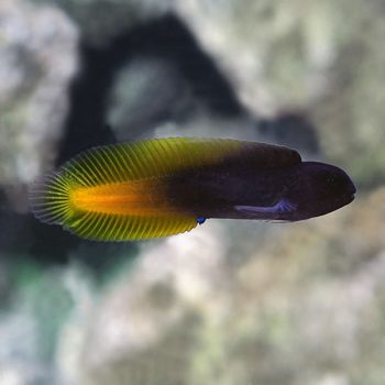 Enchelyurus flavipes – Yellow Tail Black Blenny - Ψάρια Θαλασσινού