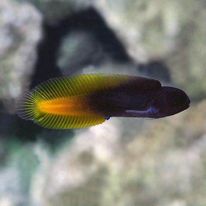 Enchelyurus flavipes – Yellow Tail Black Blenny - Ψάρια Θαλασσινού