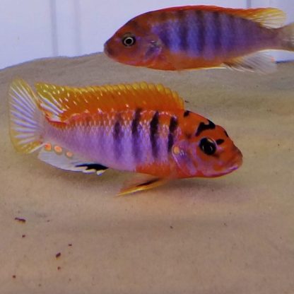 Labidochromis hongi – Hongi Red Top Cichlid 3-4cm - Ψάρια Γλυκού