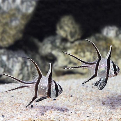 Pterapogon kauderni -Bangai cardinalfish-S - Ψάρια Θαλασσινού
