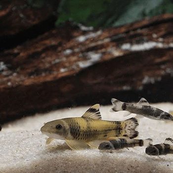 Garra flavatra - Panda Garra 4cm