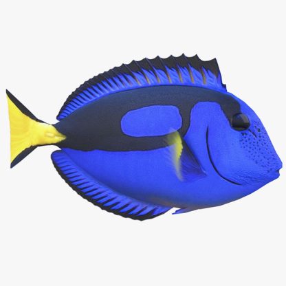 Paracanthurus hepatus S – Blue Tang - Ψάρια Θαλασσινού