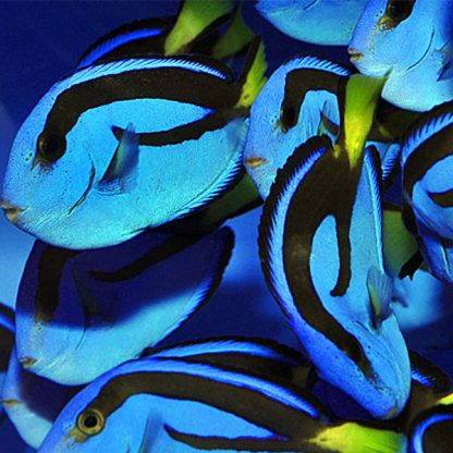 Paracanthurus hepatus T – Blue Tang - Ψάρια Θαλασσινού
