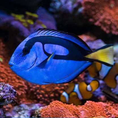 Paracanthurus hepatus T – Blue Tang - Ψάρια Θαλασσινού