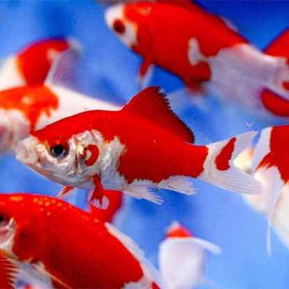 Carassius auratus – Red & White Common Goldfish 7.5cm - Ψάρια Γλυκού