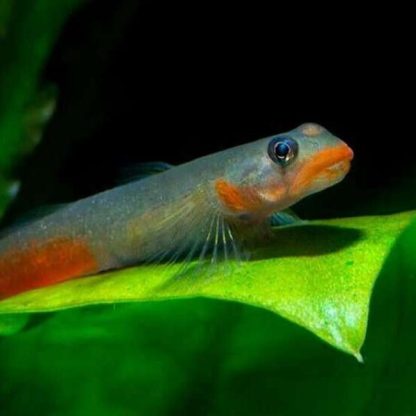 Sicyopus rubicundus-Red lipstick Goby 4cm - Χωρίς κατηγορία