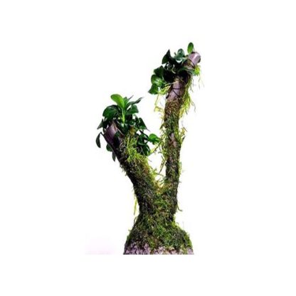 S.I Bonsai tree Ves.’Xmas’ and Anubias’Mini’ - Φυτά για Ενυδρεία