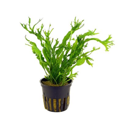 S.I Microsorum pteropus ‘Windelov’ (Topf) - Φυτά για Ενυδρεία