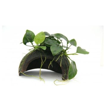 S.I.  Anubias barteri var. nana on Coco - Sales