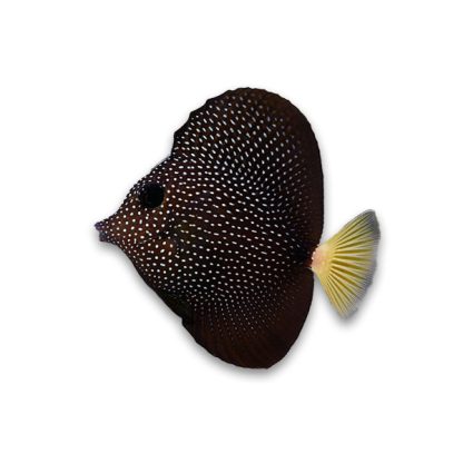 Zebrasoma gemmatum M – Mauritian Tang - Ψάρια Θαλασσινού