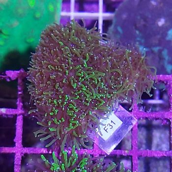 Galaxea F31 - Frags