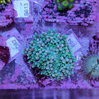 Ricorde florida E54 - Frags