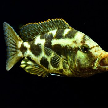 Nimbochromis livingstonii-Kalingono 4-5 cm - Sales