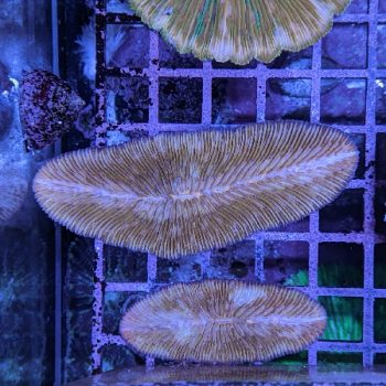 Aqua Della Decor Moss Stone - Τεχνητά Διακοσμητικά