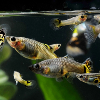 Poecilia reticulata - Guppy Snakeskin Mix Females 2.5 cm