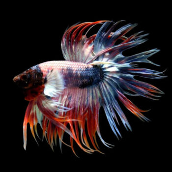 Betta splendens – Siamese Fighting Fish Crowntail B... - Ψάρια Γλυκού