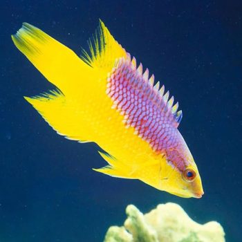 Bodianus rufus-Spanish Hogfish M