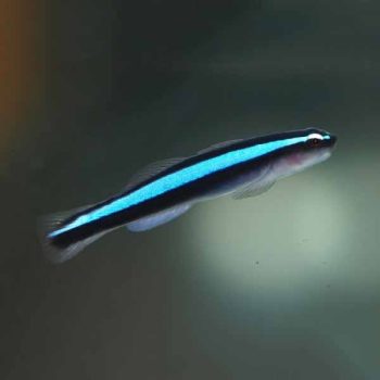 Elacatinus oceanops – Neon Goby - Ψάρια Θαλασσινού