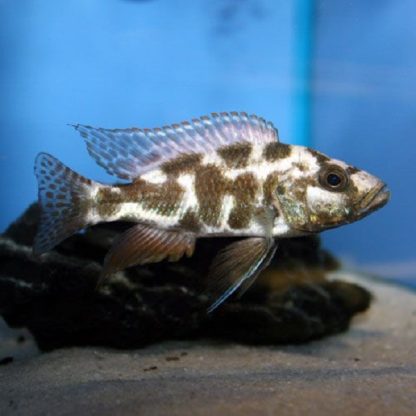 Nimbochromis livingstonii-Kalingono 4-5 cm - Ψάρια Γλυκού