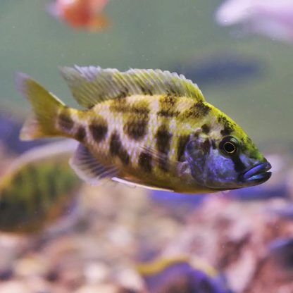 Nimbochromis livingstonii-Kalingono 4-5 cm - Ψάρια Γλυκού