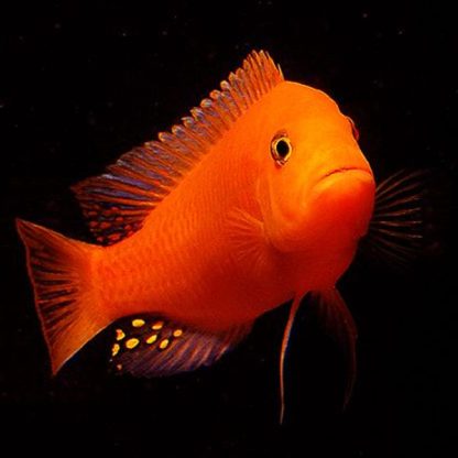 Pseudotropheus zebra-Zebra Red 10-12 cm - Ψάρια Γλυκού