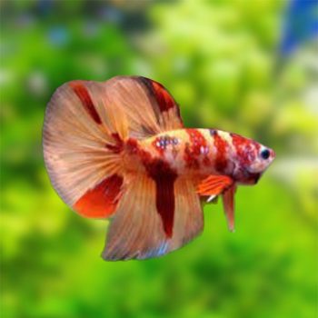 Betta splendens - Siamese Fighting Fish Nemo Super Delta Male 4-5cm