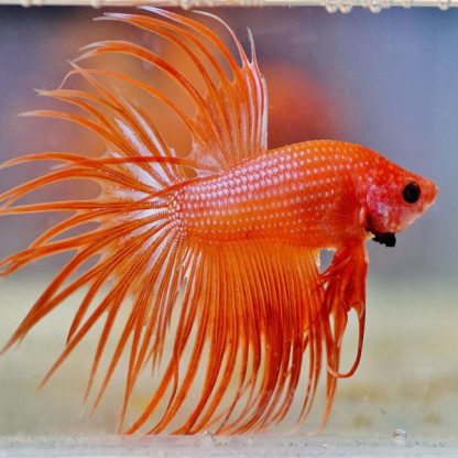 Betta splendens – Siamese Fighting Fish Orange Crowntail Male 4-5cm - Ψάρια Γλυκού